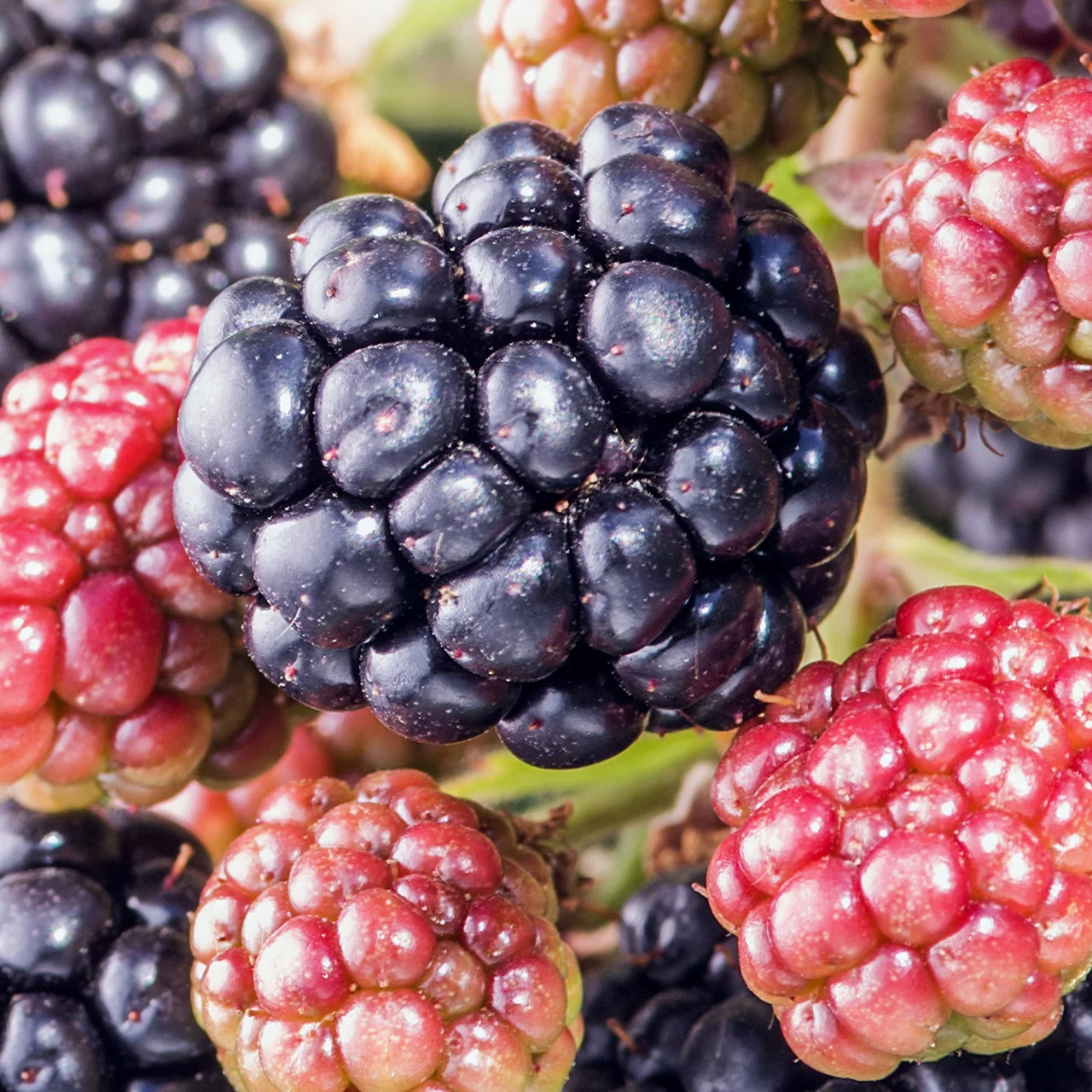 BioHängebrombeere Black Cascade Beeren für Garten & Balkon